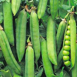 Petits pois à écosser