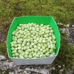 Petits pois écossés