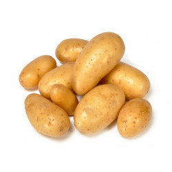 Pomme de terre primeur