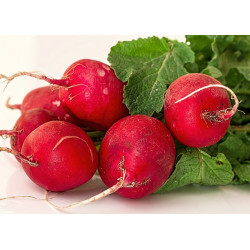 Radis rond rouge